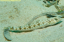 lizardfish